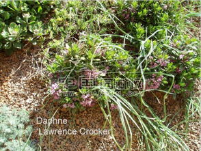 gully in an arid climate starts with ar,Understanding the Formation and Impact of a Gully in an Arid Climate Starting with Ar